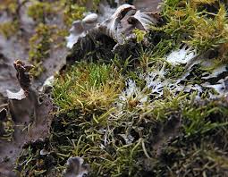 Attēlu rezultāti vaicājumam “Myurella julacea”