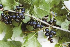 Attēlu rezultāti vaicājumam “Ribes nigrum”