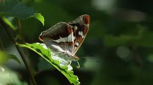 Attēlu rezultāti vaicājumam “Apatura ilia male”