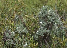 Attēlu rezultāti vaicājumam “Salix lapponum leaf”