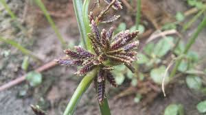 Attēlu rezultāti vaicājumam “Cyperus fuscus fruit”