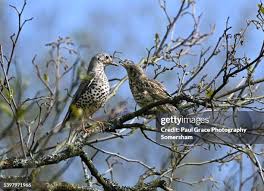 Attēlu rezultāti vaicājumam “Turdus viscivorus adult”