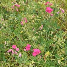 Attēlu rezultāti vaicājumam “Lathyrus tuberosus bud”