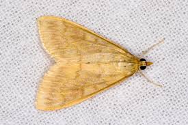 Attēlu rezultāti vaicājumam “Ostrinia nubilalis”