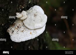 Attēlu rezultāti vaicājumam “Postia stiptica”