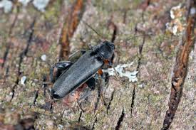 Attēlu rezultāti vaicājumam “Melandryidae”