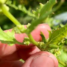 Attēlu rezultāti vaicājumam “Chenopodium foliosum”