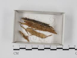 Attēlu rezultāti vaicājumam “Cribraria microcarpa”