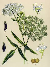 Attēlu rezultāti vaicājumam “Sium latifolium flower”