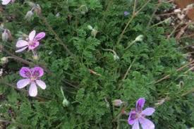 Attēlu rezultāti vaicājumam “Geraniaceae”