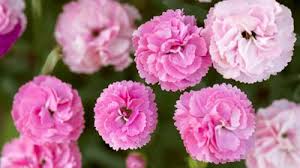 Attēlu rezultāti vaicājumam “Plumbaginaceae”