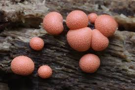 Attēlu rezultāti vaicājumam “Lycogala succineum macro”