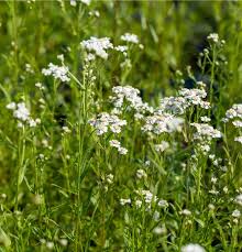 Image result for Achillea Ptarmica