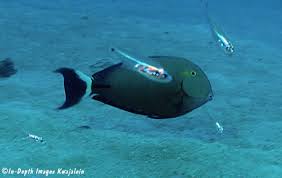 Image result for Acanthurus blochii