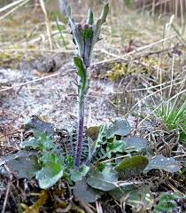 Attēlu rezultāti vaicājumam “Cardaminopsis arenosa fruit”