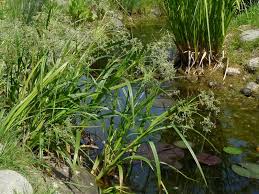 Attēlu rezultāti vaicājumam “Scirpus sylvaticus leaf”