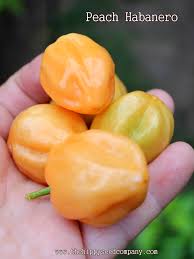 Afbeeldingsresultaat voor peach habanero hot pepper