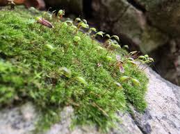 Attēlu rezultāti vaicājumam “Rhynchostegiella tenella sporophyte”