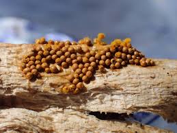 Attēlu rezultāti vaicājumam “Trichia scabra spores”