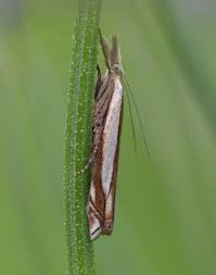 Attēlu rezultāti vaicājumam “Crambus”