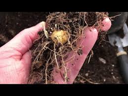 Attēlu rezultāti vaicājumam “Lathyrus tuberosus bud”