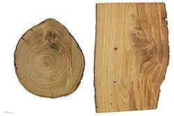 Attēlu rezultāti vaicājumam “Laburnum alpinum fruit”