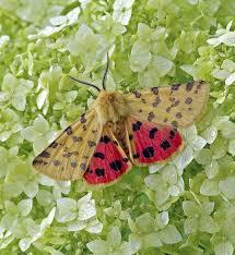 Attēlu rezultāti vaicājumam “Rhyparia purpurata”