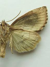 Attēlu rezultāti vaicājumam “Cosmia pyralina”