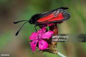 Attēlu rezultāti vaicājumam “Zygaena sp.”