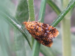 Attēlu rezultāti vaicājumam “Celypha siderana”
