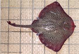 Image result for Raja montagui