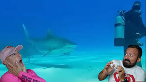 Image result for TAL Divers