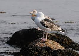 Attēlu rezultāti vaicājumam “Larus marinus”