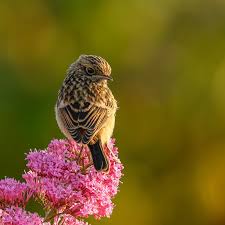 Attēlu rezultāti vaicājumam “Saxicola rubetra juvenile”