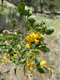 Image result for Colutea arborescens