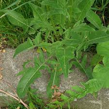Attēlu rezultāti vaicājumam “Bunias orientalis”
