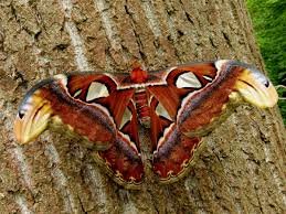 Attēlu rezultāti vaicājumam “Saturniidae”