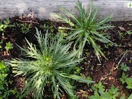 Attēlu rezultāti vaicājumam “Cirsium heterophyllum leaf”