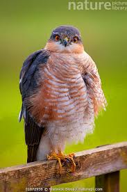 Attēlu rezultāti vaicājumam “Accipiter nisus male”