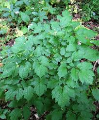 Attēlu rezultāti vaicājumam “Actaea spicata”