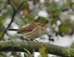 Image result for Emberiza pusilla