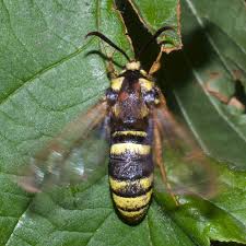 Attēlu rezultāti vaicājumam “Sesia apiformis”