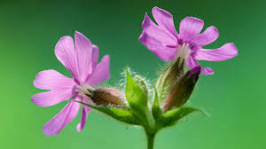 Attēlu rezultāti vaicājumam “Silene dioica flower”