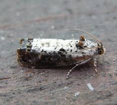 Attēlu rezultāti vaicājumam “Hedya salicella”