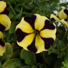 Image result for Petunia