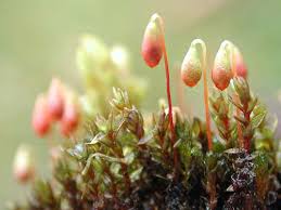 Attēlu rezultāti vaicājumam “Tritomaria exsectiformis cells”