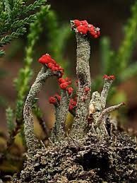Attēlu rezultāti vaicājumam “Cladonia floerkeana”