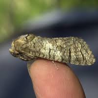 Attēlu rezultāti vaicājumam “Lamellocossus terebra”