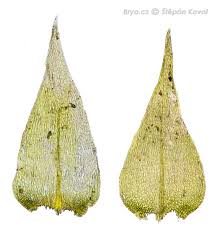 Attēlu rezultāti vaicājumam “Campylium chrysophyllum”