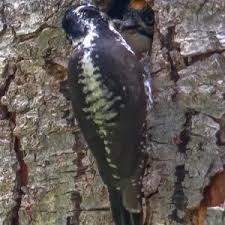 Attēlu rezultāti vaicājumam “Picoides tridactylus adult”